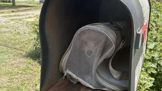 Image from: Neighbours discover a stranger has 'posted' a tiny dog through their mailbox