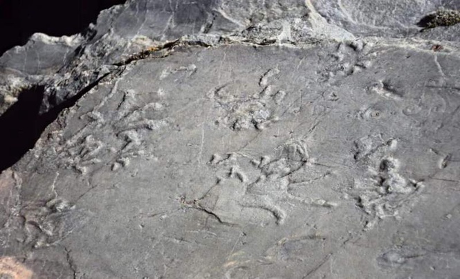 Image from: A Hiker Accidentally Discovered 280-Million-Year-Old Preserved Footprints Hidden in the Italian Mountains