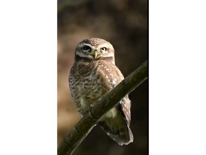 Image from: "Let's break the myths and conserve the predators of the dark": Assam Forest Minister Jayanta Mallabaruah highlights owl conservation