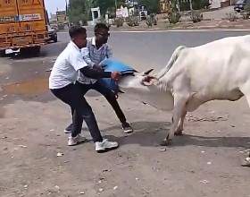Image from: Cow gets its head stuck in plastic drum, quick thinking by 2 Gujarat locals saves the day