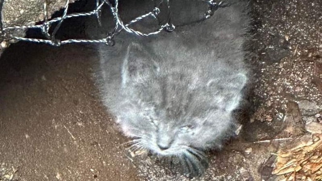 Image from: Kitten saved from a drainpipe, but rescuers make a shock discovery days later