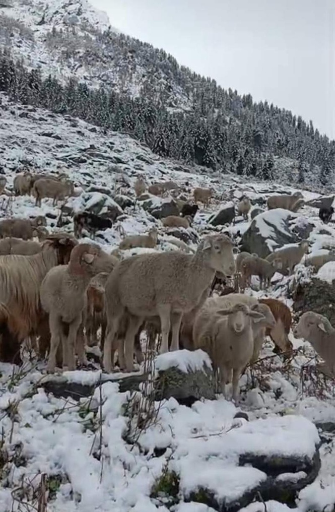 Image from: Special operations team rescues shepherd from remote Ganderbal forest