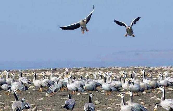 Image from: AI-enabled cameras, drone surveys to drive Haryana’s first digital bird Census