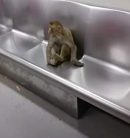 Image from: Spotted! Monkey takes Delhi Metro ride, sparks amusement and security concerns