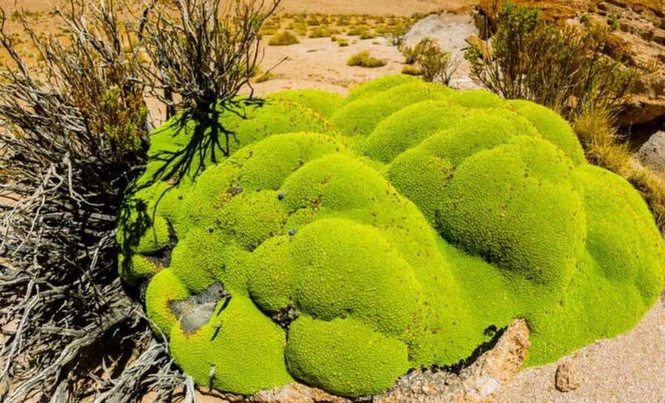 Image from: Scientists Exploring Harsh Deserts Found Something Hidden Inside Mosses That No One Had Ever Seen Before