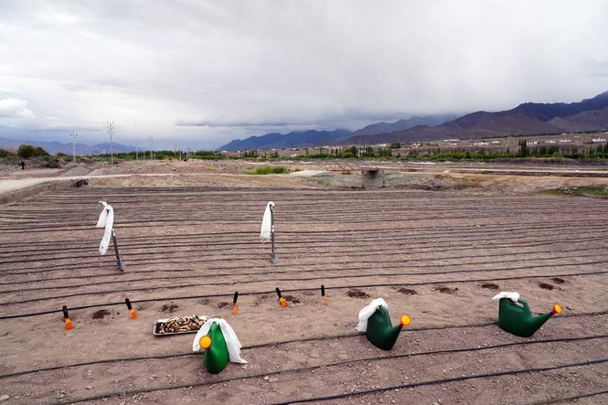 Image from: Foundation stone laid for India’s first high-altitude flower fields in Leh