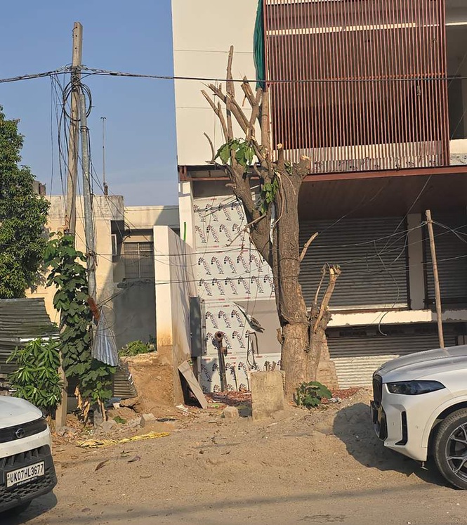 Image from: Heritage tree reduced to trunk in Jalandhar’s Model Town, probe sought