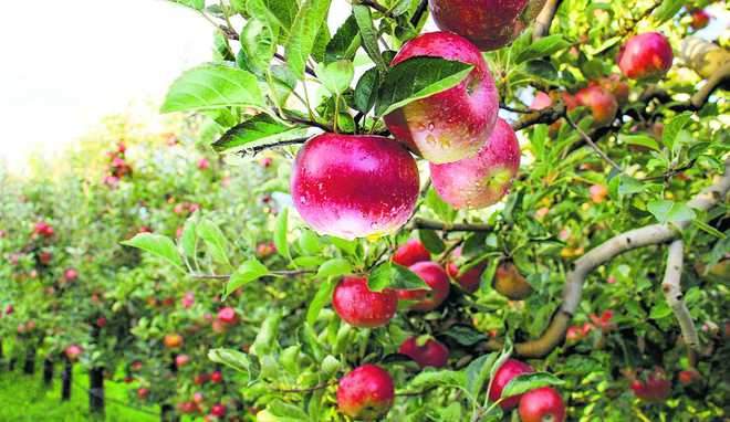 Image from: Himachal: Scientists, farmers discuss sub-tropical fruit cultivation