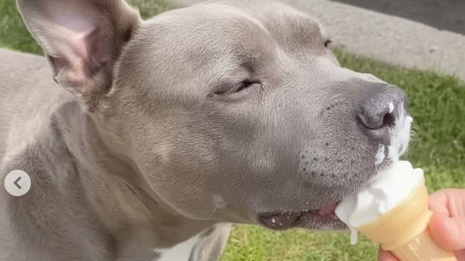 Image from: This dying dog is baffling vets, and it's all thanks to ice cream