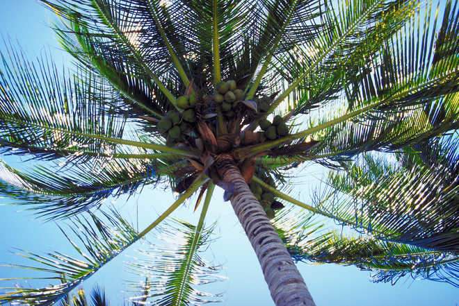 Image from: Kerala HC uses humour, Bible to end bitter dispute over coconut tree