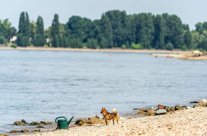 Image from: Three found dead in Rhine river in south-western Germany