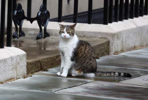 Image from: 6 UK Prime Ministers later, ’Larry the cat’ is 10 Downing Street’s ultimate survivor