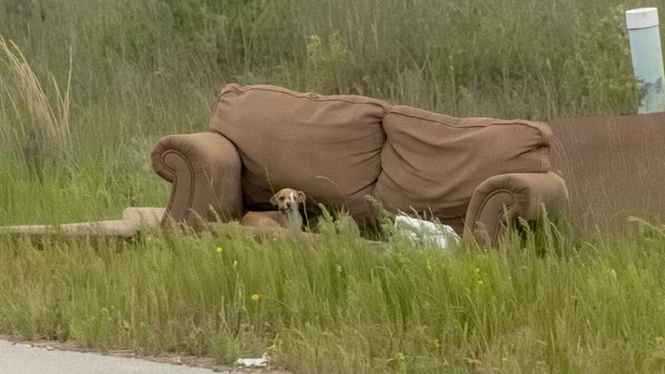 Image from: Puppy darts into the road and leads driver to an abandoned sofa with a secret
