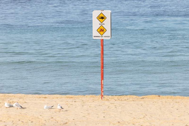 Image from: Australia's dilemma: Can beaches be made safe without killing sharks?