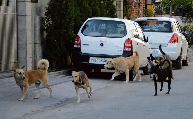 Image from: AAP gen secy seeks modern dog shelter for Mohali