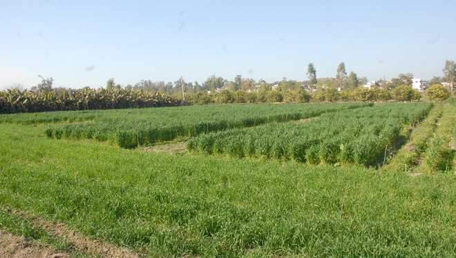Image from: Delhi: Centre okays CLU for 30 hectares in Narela