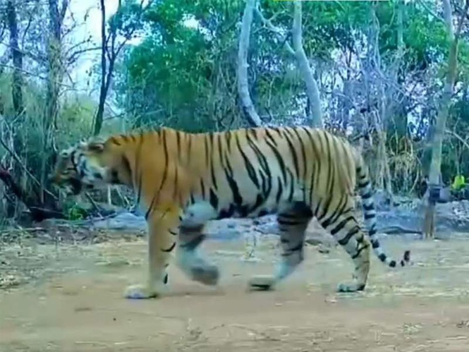 Image from: Tigress spotted in Udanti-Sitanadi Tiger Reserve after 8 years, new entry in Tiger Census 2026 records