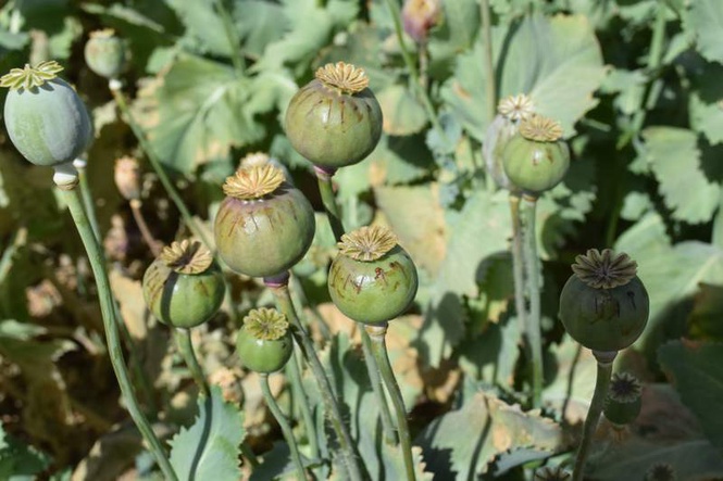 Image from: 6 months after seizure, Canada border agency reveals 520.6 kg opium was hidden in paper roll in marine container