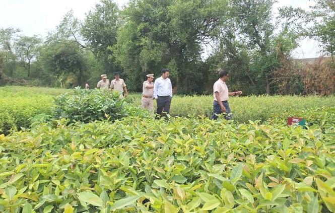 Image from: Rohtak sets target of planting 3.48 lakh saplings over 185 hectares