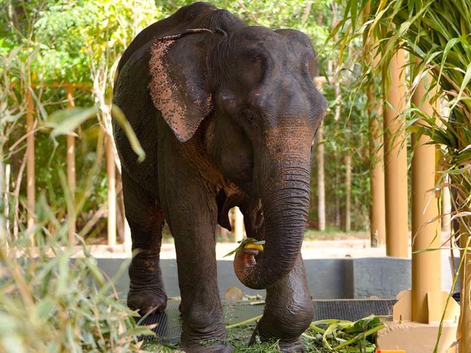 Image from: A new hope for Maniki: Ailing elephant to receive treatment at Vantara