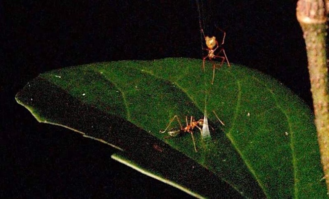 Image from: This Spider Is Not Like the Others, It Catapults Its Prey Into a Trap at 140 Times Earth’s Gravity