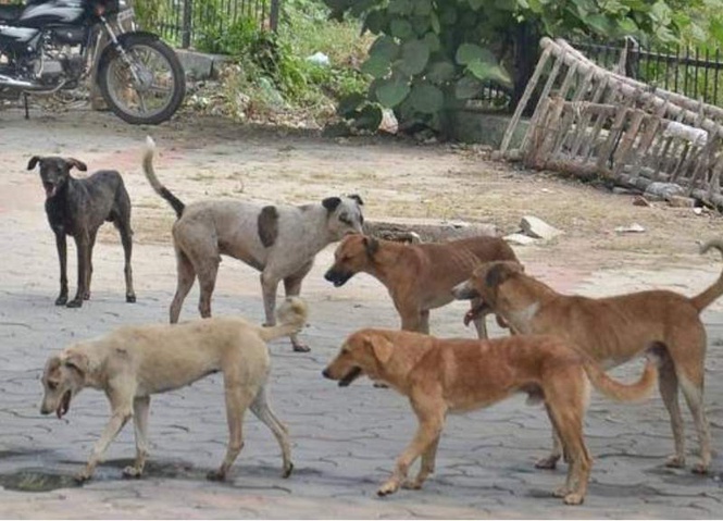 Image from: 10-year-old boy attacked by stray dogs in Faridabad society, undergoes head surgery