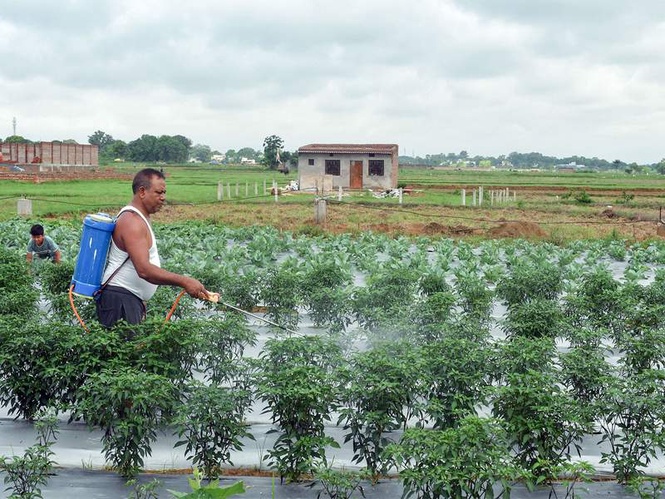 Image from: Weak monsoon : Agriculture sector faces a stern test