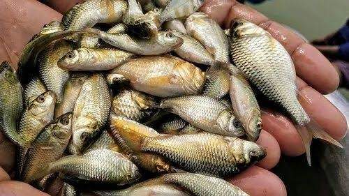 Image from: Sewage discharge turns deadly for aquatic life  in Mandi’s Ratti rivulet