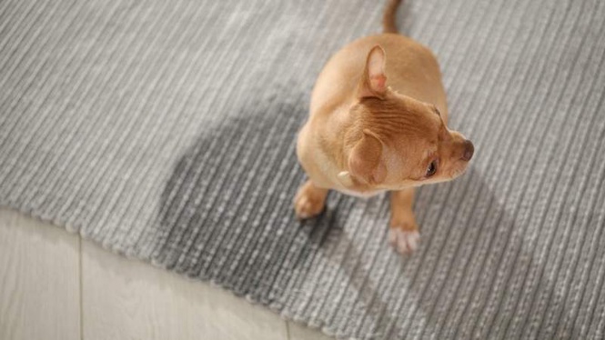 Image from: Man continues to starve his pets despite two rescues in two years