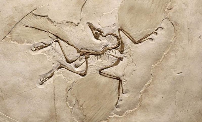 Image from: A Chinese Team Unearthed a Well-Preserved 13-Inch Dinosaur With Four Wings and a Tail Unlike Any Known Fossil
