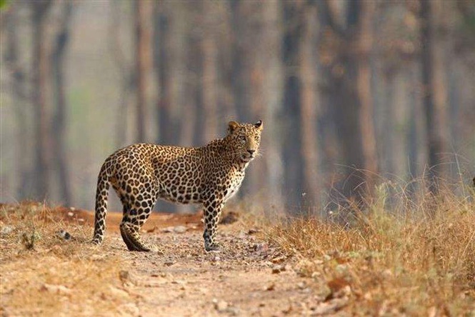 Image from: Panic grips New Shimla residents after leopard attacks dog in Sector 4