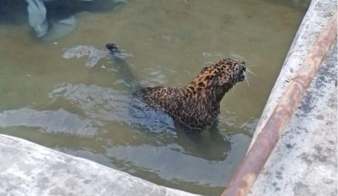 Image from: Mandi sees 376 human-wildlife conflict incidents in six years
