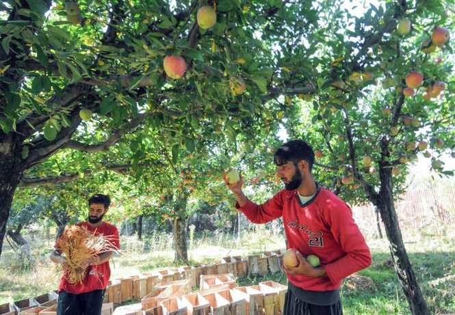 Image from: Weather-based crop insurance may soon become reality for J&K farmers