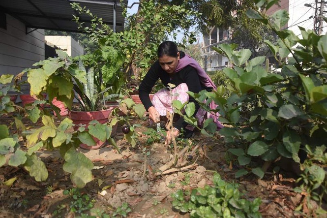 Image from: Developed by Ludhiana agri varsity, new seed packs can be  sown without unpacking