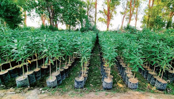 Image from: Rohtak sets target of planting 3.48L saplings this monsoon