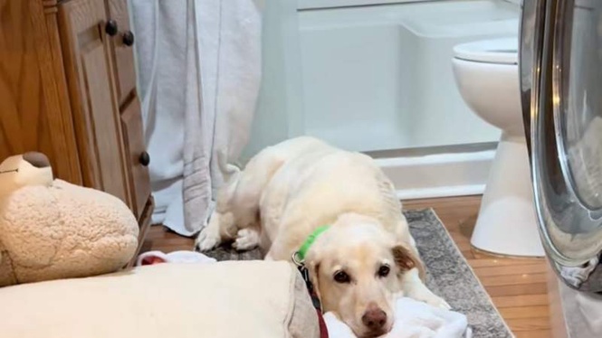 Image from: After three months of terror in a shelter, “hopeless” dog's life changes forever