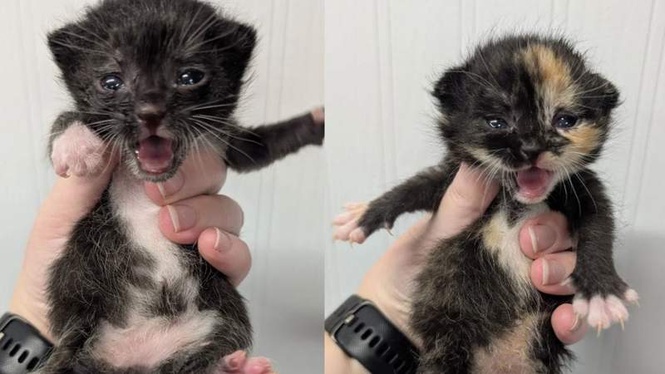 Image from: After a tough separation, these two adorable orphan kittens celebrate their reunion