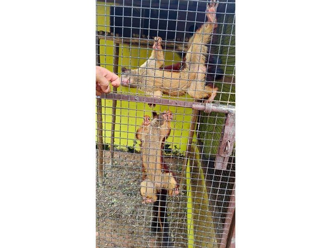Image from: DRI busts wildlife trafficking racket in Andhra's Srikakulam; 21 protected animals rescued
