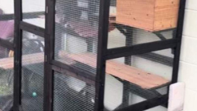 Image from: Couple inspects their secure catio and finds a tiny, shivering intruder