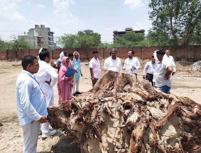 Image from: CM Flying Squad detects illegal felling of 86 trees at Haryana Roadways Workshop in Hisar
