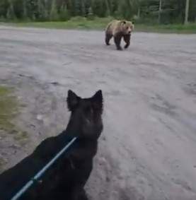 Image from: 180-kg grizzly bear stalks woman, pet dog on Alberta hiking trail; both escape unhurt