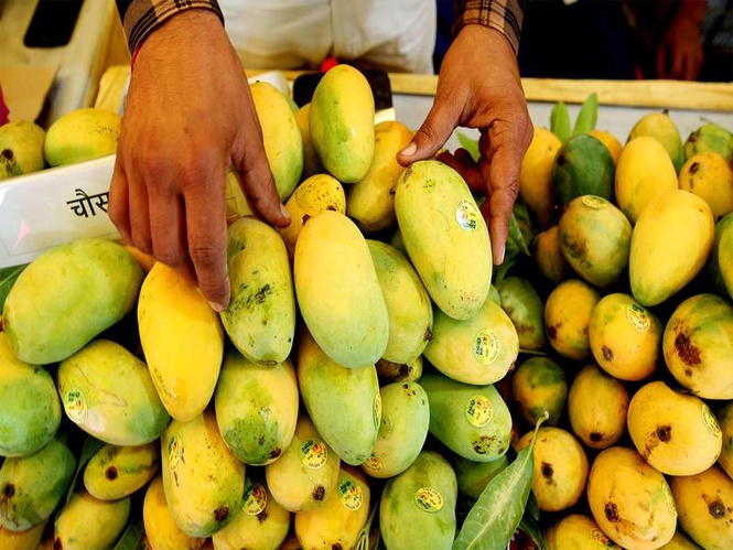 Image from: APEDA facilitates first commercial export of GI-tagged Rewa Sundarja mangoes to UAE