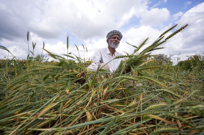 Image from: INLD leader Sampat seeks review of fasal bima yojana as insurance firms log Rs 47K-cr profit