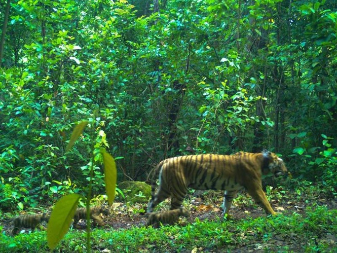 Image from: Tigress Zeenat takes walk with growing cubs at Similipal Reserve in Odisha