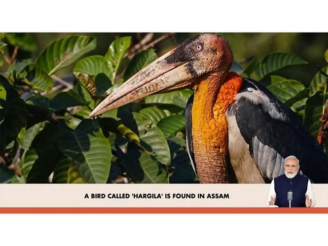 Image from: "Hargila bird plays vital role in keeping nature clean": PM Modi praises Assam's 'Hargila Army' efforts in Mann Ki Baat
