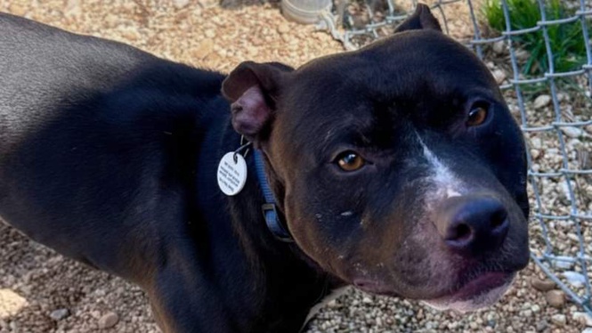 Image from: Dog waiting in shelter yard for his family, then a cruel text changes everything