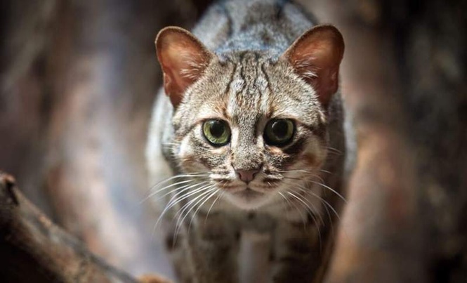 Image from: Researchers in China Have Identified the Smallest Cat Ever Found That Lived 300,000 Years Ago