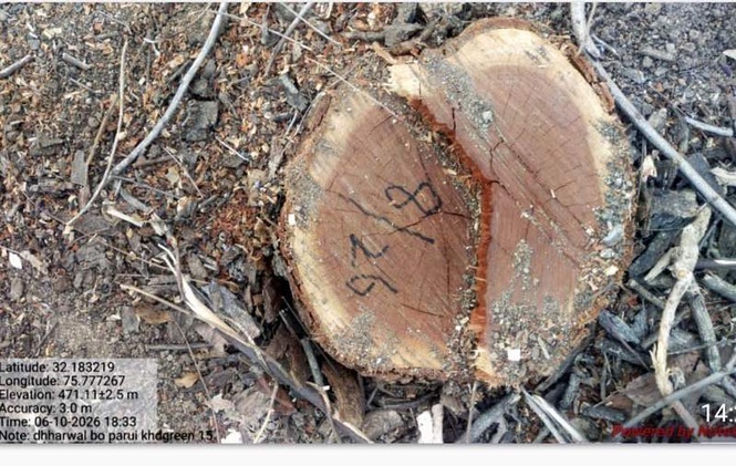 Image from: Timber plunder : HC opens door to probe into smuggling