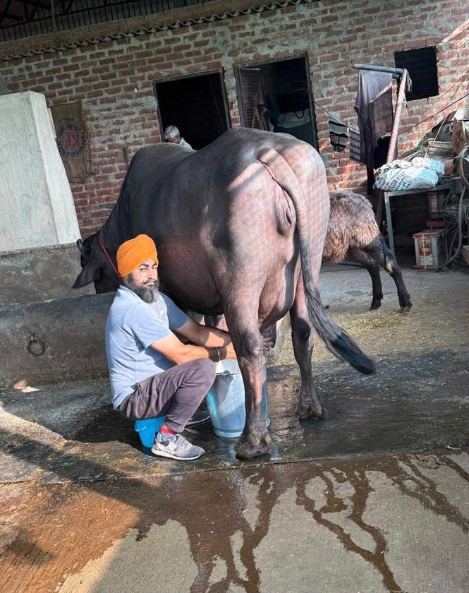 Image from: Mohali dairy farmer’s journey from small unit to thriving 300-animal enterprise