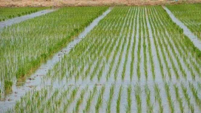 Image from: Coverage up, but Punjab misses target for direct sowing of rice
